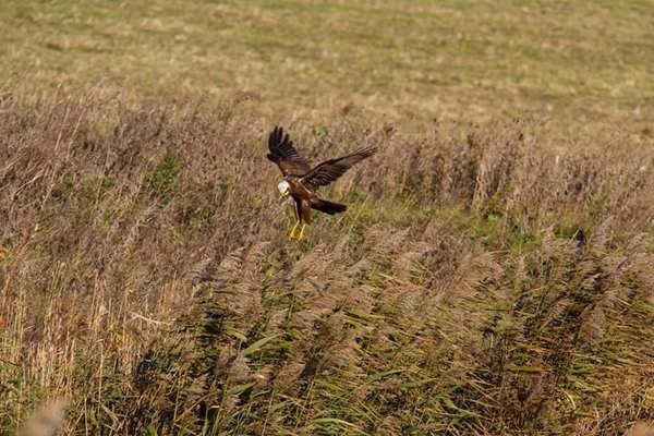Chim diều mướp săn mồi trên đám sậy ở Norfolk, Anh Quốc. Ảnh: Paul Young / Alamy