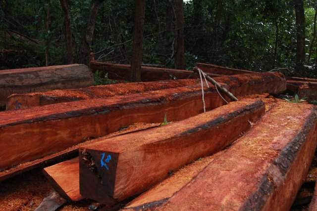 Số gỗ lớn được tập kết giữa rừng chờ vận chuyển