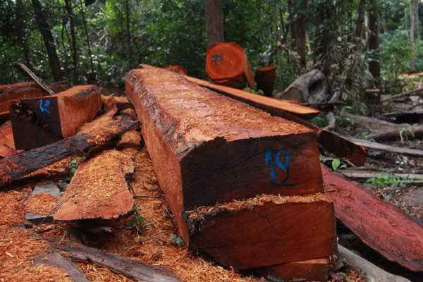 Những cây gỗ rừng mới bị đốn hạ, cưa xẻ thành hộp có đường kính trên 60cm