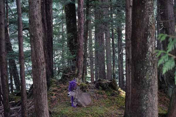 Con nai có bị mắc sừng vào một chiếc võng ở Prince Rupert, British Columbia, Canada. Ảnh: Kristy Yaschuk / Reuters