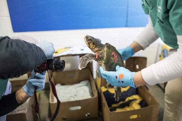 Một con rùa biển của Kemp, được giải cứu từ bãi biển ở Vịnh Cape Cod đang được sưởi ấm trước khi được chuyển đến nơi ấm hơn ở Mỹ để không bị chết vì nước lạnh. Hình ảnh: Scott Eisen / Getty Images