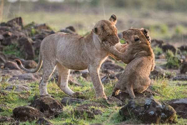 Sư tử con chơi đùa trong ánh bình minh ở vùng chân đồi phía Bắc Serengeti tại Masai Mara ở Kenya. Hình ảnh: Ingo Gerlach / Barcroft Images