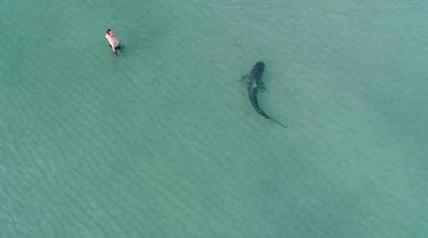 Một người đàn ông lội trên biển trong khi một con cá mập hổ bơi qua ở bãi biển Miami, Mỹ. Hình ảnh: Kenny Melendez / Aerodronemedia / Reuters