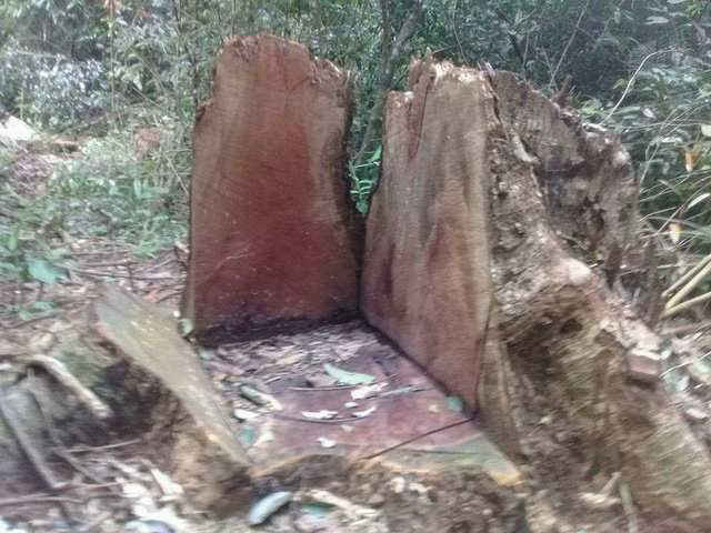 Gia Lai: Gỗ "khủng" bị đốn hạ ngay sát... trạm bảo vệ rừng