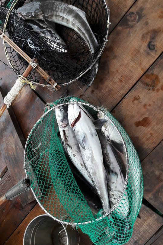 Cá lồng nuôi chết hàng loạt tại đầm Lập An- thị trấn Lăng Cô