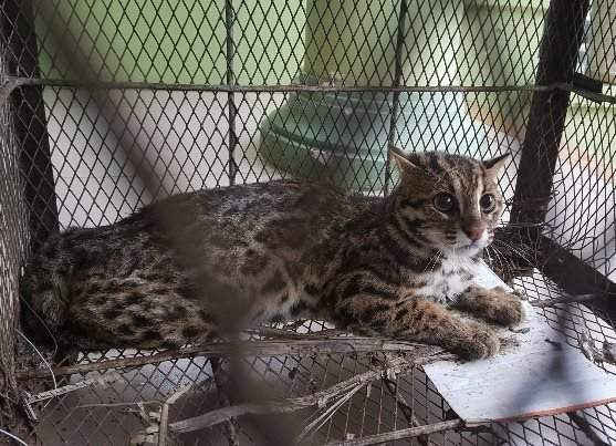 Cá thể mèo rừng quý hiếm được cứu hộ