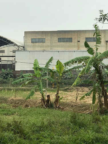 Đất nông nghiệp của người dân xã Tân Dân, thị xã Chí Linh bị bỏ hoang.