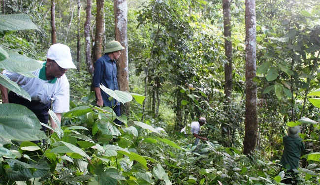 Đẩy mạnh trồng và bảo vệ rừng là giải pháp hiệ quả ứng phó với BĐKH. Trong ảnh: Người dân Điện Biên tham gia bảo vệ rừng 