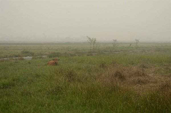 Cánh đồng bị bỏ hoang ở huyện Vũ Thư (Thái Bình)