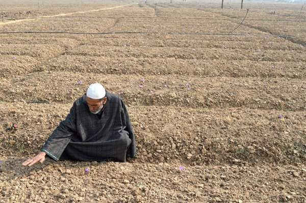 vụ mùa hoa nghệ tây ở Kashmir, miền Bắc Ấn Độ đã thất thu hoàn toàn vào năm 2017 do hạn hán nghiêm trọng