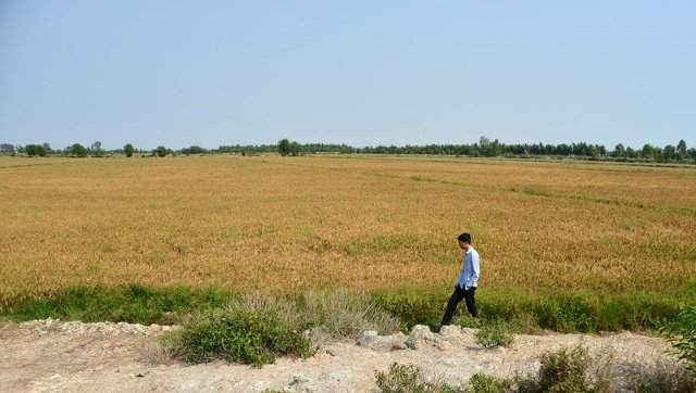 Mặn xâm nhập sâu vào nhiều cánh đồng ở Đồng bằng sông Cửu Long