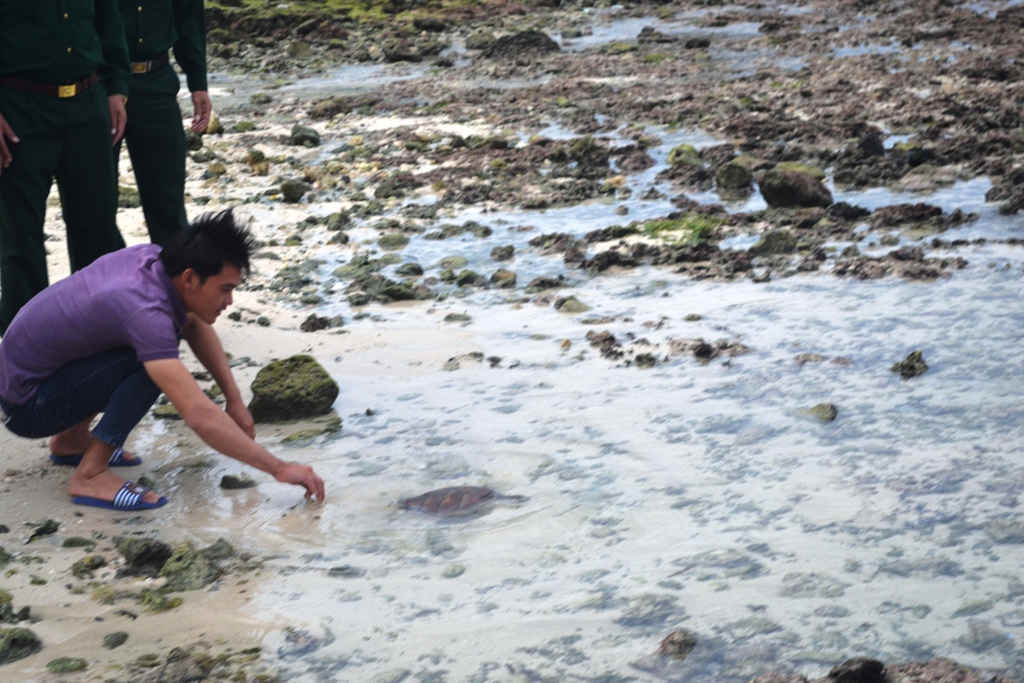 Lực lượng chức năng thả rùa biển về với tự nhiên