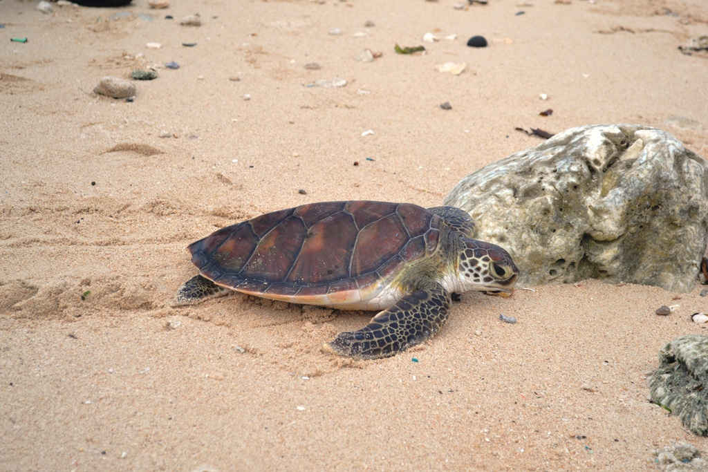 Rùa biển (họ Vẩy) thuộc nhóm nguy cấp, quý hiếm được thả về tự nhiên