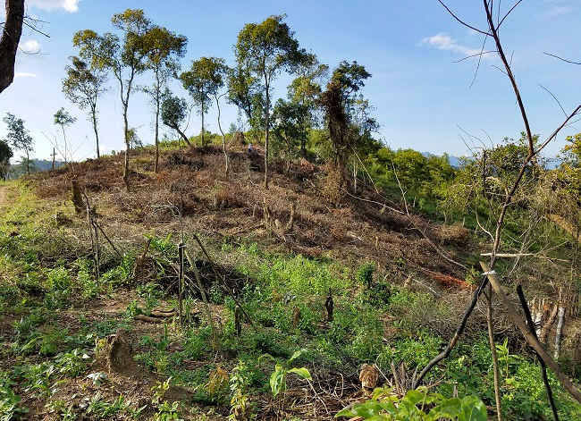 Khu rừng đặc dụng Mường Phăng bị phá
