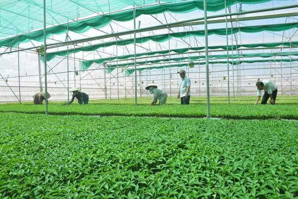 Ông Lưu Văn Nhanh, với vườn ươm giống các loại rau màu ứng dụng công nghệ cao, doanh thu năm 2016 đạt gần 3 tỉ đồng, giải quyết việc làm cho 50 lao động