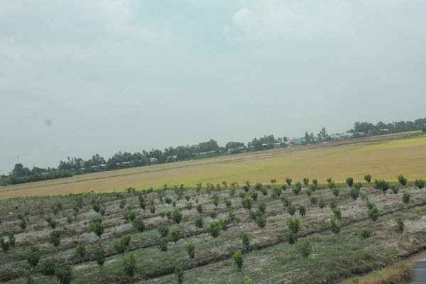 Những vườn cây ăn trái, rau màu đang chen ngày càng nhiều vào những cánh đồng bát ngát ở An Giang