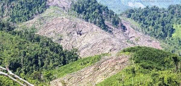 Vụ phá rừng tại xã Tiên Lãnh, Tiên Phước (Quảng Nam) được xem là rất nghiêm trọng với hàng trăm ha rừng bị tàn phá