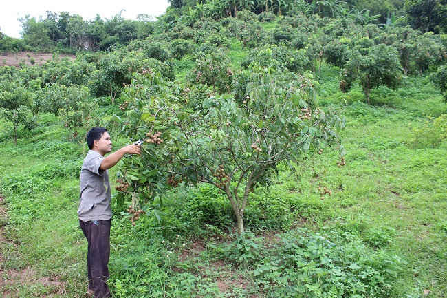 Tỉnh Sơn La đang tập trung trồng cây ăn quả trên đất dốc để giảm thiểu tình trạng thoái hóa đất.