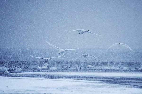 Đàn thiên nga bay dưới mưa tuyết trên hồ Yinghua ở thành phố Vinh Thành, Trung Quốc. Ảnh: Tân Hoa Xã / Barcroft Images
