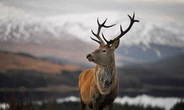 Một con nai đỏ gần Glencoe, Scotland. Hình ảnh: Jeff J Mitchell / Getty Images