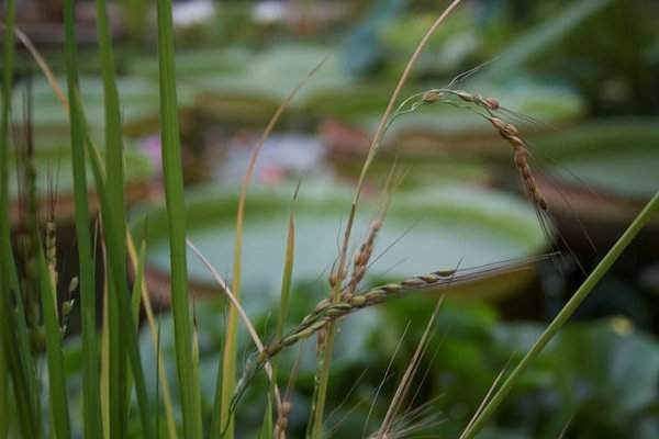 Ba loài lúa hoang dại, hai loài lúa mì hoang và 17 loại khoai lang dại được liệt kê là bị đe doạ do phá rừng, mở rộng đô thị, và áp lực từ nông nghiệp thâm canh. Ảnh: Emma Cooper / IUCN