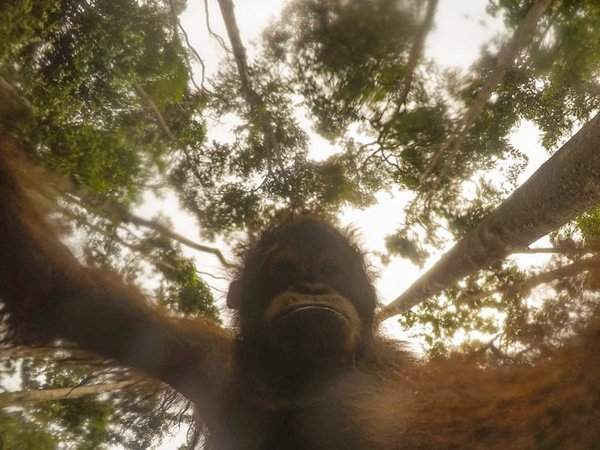 Đười ươi con chơi với chiếc camera GoPro bị nhiếp ảnh gia bỏ lại trong rừng ở Borneo. Hình ảnh: Ian Wood / A Good Place