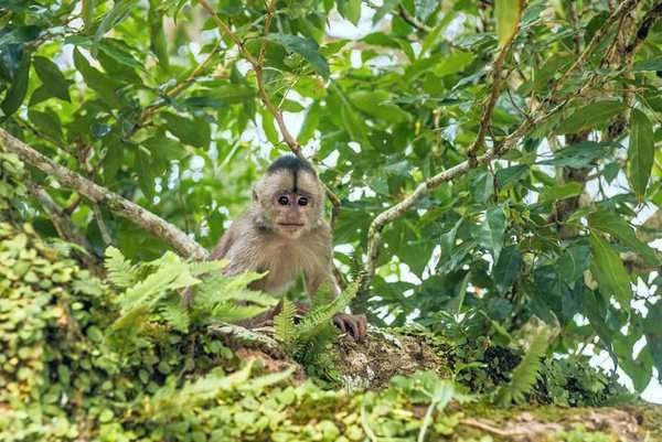 Khỉ mũ tò mò nhìn ống kính máy ảnh trong rừng ở Misahualli, tỉnh Amazon Napo, Ecuador. Hình ảnh: Alamy Stock Photo