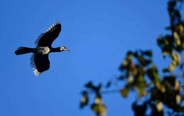 Chim mỏ sừng (hay còn gọi là Cao Cát bụng trắng) bay về hướng Đông để tìm kiếm thức ăn ở khu bảo tồn động vật hoang dã Pobitora ở Assam, Ấn Độ. Ảnh: STR / EPA