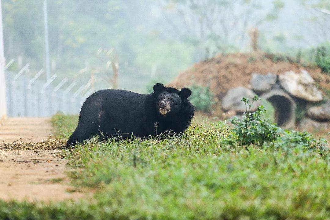 Gấu được thả về với tự nhiên