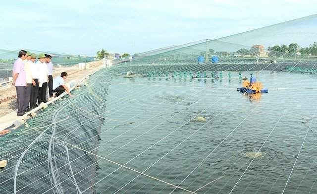 Kim Sơn phát triển mạnh nuôi trồng thủy sản tại các xã bãi ngang