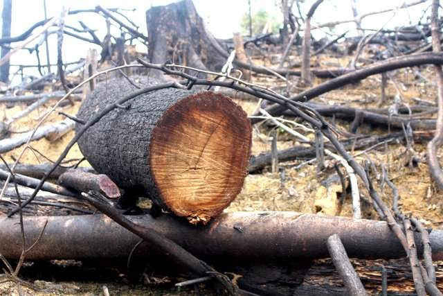 Rừng phòng hộ ở xã Tiên Lãnh, huyện Tiên Phước bị phá