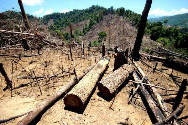 Hàng trăm ha rừng bị chặt phá tại xã Tiên Lãnh, huyện Tiên Phước, tỉnh Quảng Nam.
