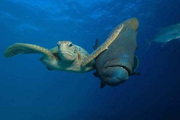 Troy Mayne là người chiến thắng cuộc thi “Hình ảnh động vật hoang dã hài hước” với tác phẩm là hình ảnh một con rùa biển tát một con cá đang bơi qua ở Bacong, Philippines.