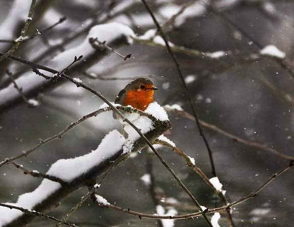 Chim cổ đỏ và tuyết rơi nặng hạt ở Frankfurt, Đức. Ảnh: Michael Probst / AP