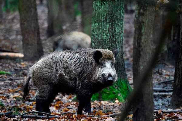 Lợn rừng ở một khu vực được rào lại bởi lực lượng kiểm lâm tại một quận Tây Bắc của Béc-lin, Đức. Hình ảnh: Tobias Schwarz / AFP / Getty Images