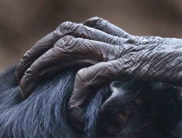 Bàn tay của một con khỉ bonobo đặt trên đầu của một con khỉ khác ở vườn sở thú Frankfurt, Đức. Ảnh: Michael Probst / AP