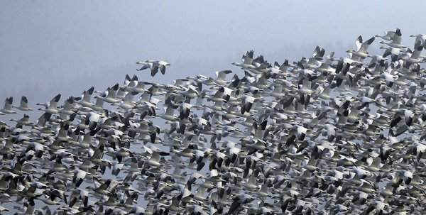 Hàng ngàn con ngỗng tuyết bay trên đồng ruộng gần Conway, Washington, Mỹ để trú đông sau khi di chuyển từ nơi làm tổ tại Siberia và Alaska. Ảnh: Elaine Thompson / AP