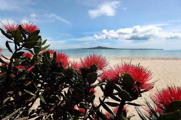 Cây Pohutukawa nở ở bãi biển Kohimarama ở Auckland, New Zealand. Loài cây này được biết đến như 