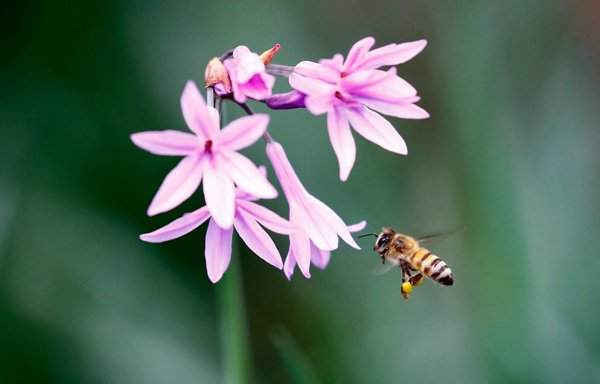 Một con ong bay về phía bông hoa để tìm kiếm phấn hoa ở Magaliesburg, Johannesburg, Nam Phi. Ảnh: Kim Ludbrook / EPA