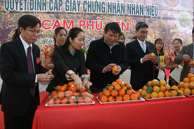 Lãnh đạo tỉnh và huyện gắn nhãn hiệu cho sản phẩm Cam Phù Yên