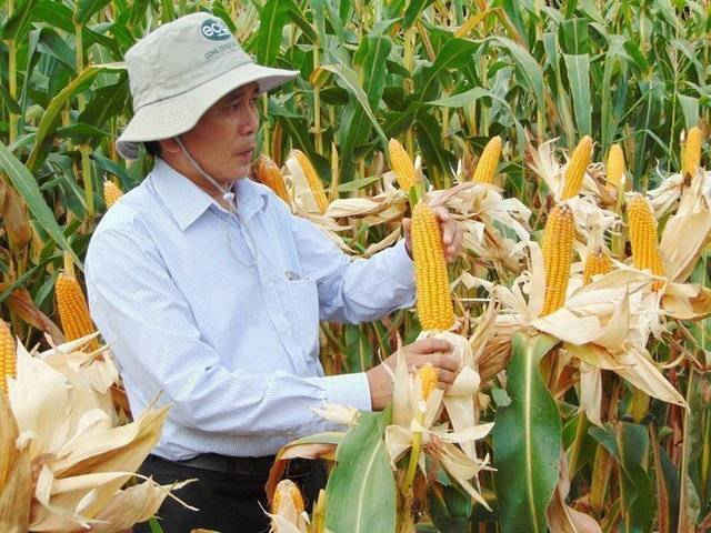 Tỉnh Đồng Tháp khuyến khích nông dân chuyển từ trồng lúa sang trồng ngô trong vụ đông xuân 2018-2019
