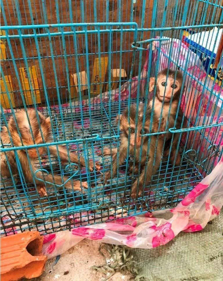 Các cá thể khỉ được giải cứu ngày 15/12 (Ảnh chụp bởi Cảnh sát Môi trường TP. Hồ Chí Minh)