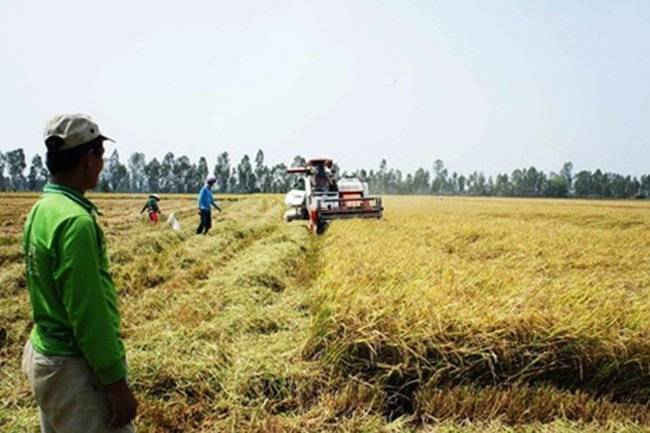 Sản xuất lúa ở ĐỒng bằng sông Cửu Long đang chịu nhiều tác động từ BĐKH