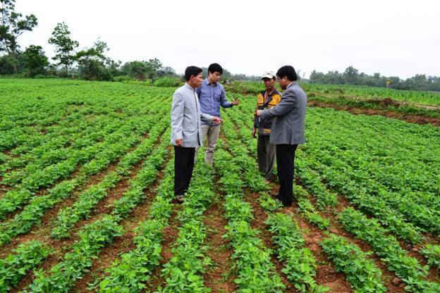 Mô hình trồng lạc thích ứng BĐKH ở Nghệ An