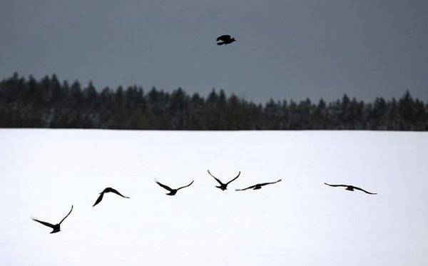 Quạ bay qua một cánh đồng phủ đầy tuyết gần Ruderatshofen, Đức. Ảnh: Karl-Josef Hildenbrand / AP