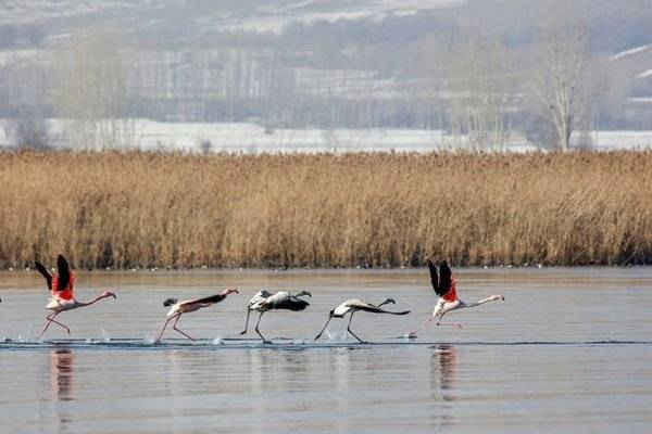 Những con chim hồng hạc chạy trên mặt Hồ Van ở Thổ Nhĩ Kỳ. Đây là nơi nhiều loài chim sinh sống vào mùa đông. Hình ảnh: Anadolu Agency / Getty Images