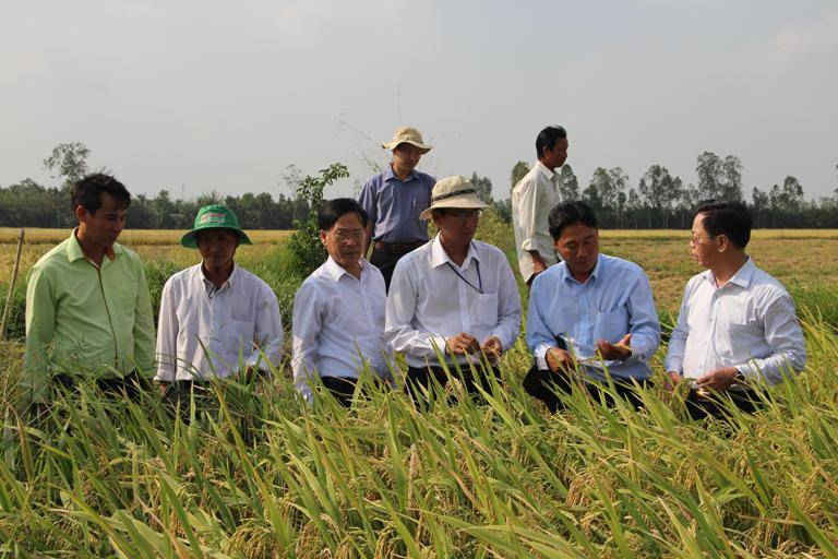 Giới thiệu mô hình áp dụng 3 giảm 3 tăng trong sản xuất lúa ở Hậu Giang