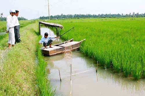 Mô hình kết hợp tôm - lúa mang lại hiệu quả kinh tế cao cho người dân Đồng bằng sông Cửu Long