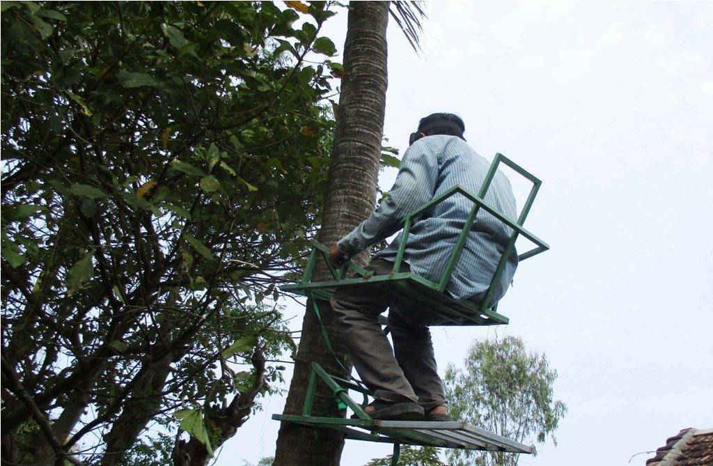 Ông Tư không mất nhiều sức để có thể trèo lên cây dừa cao...
