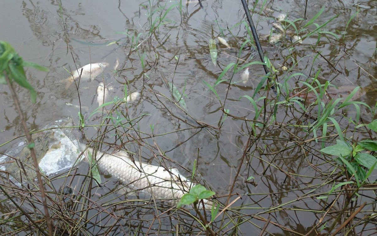 Cá chết trắng sông Chợ Hôm (huyện Phú Lộc, tỉnh Thừa Thiên Huế)